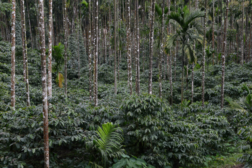 A coffee farmer on a hillside farm at origin